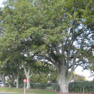 English oak- Cambridge Tree Trust